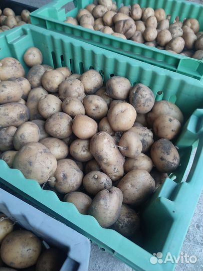 Картофель свежий урожай