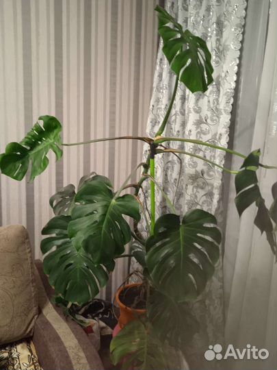 Манстера. Октябрьский район