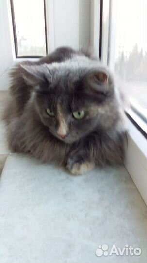 Красавица Стрелка