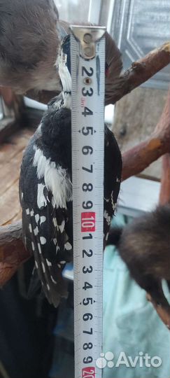 Чучело птицы белка и другие