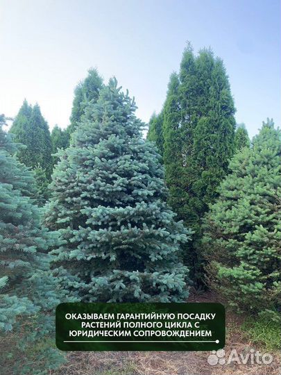 Ель Голубая колючая, крупномер