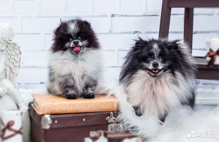 Помски Шпицы Мальтипу клуб скор Влгд