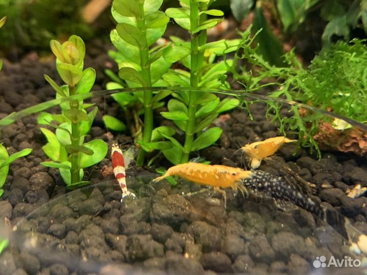 Рыбки, ракообразные, моллюски