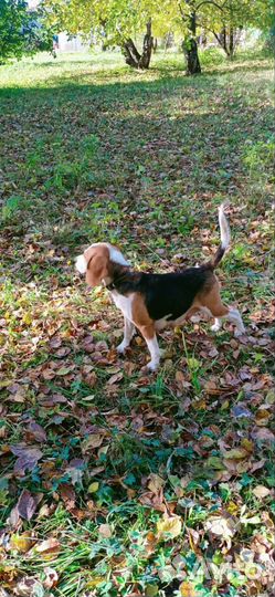 Щенки бигль