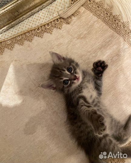 Котята бесплатно