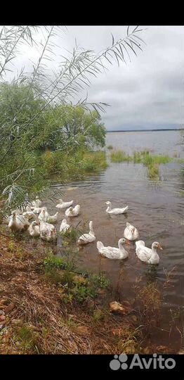 Мясо домашнего гуся, бройлер