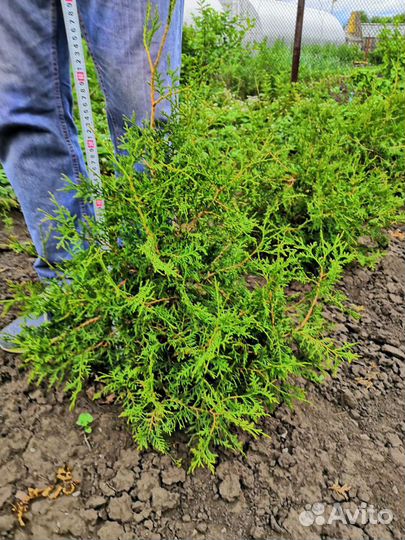 Туя Брабант