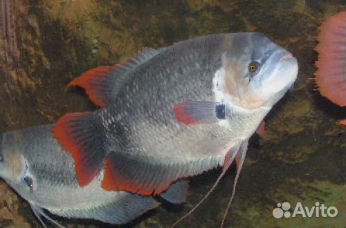 Гурами гигантский краснохвостый (Osphronemus lati