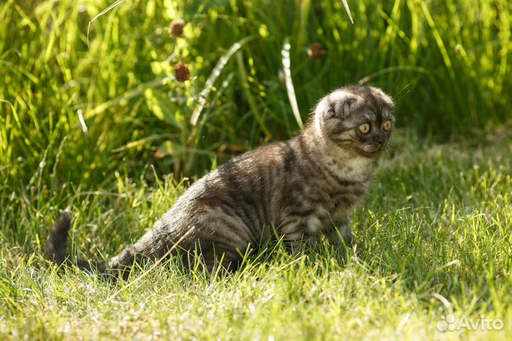 Шотландские котята