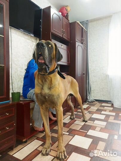 Щенки немецкого дога