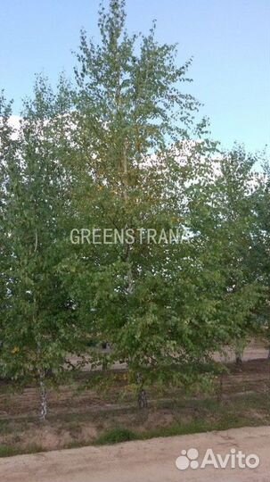 Береза Бородавчатая/500+ см о/с 20-25