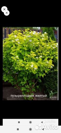 Растения для сада