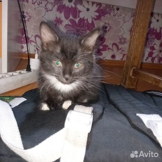 Котята в добрые руки бесплатно