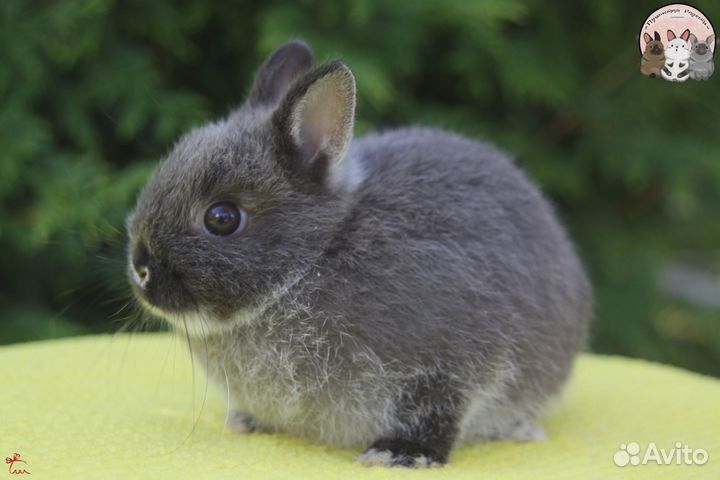 Нидерландский карликовый крольчонок мардер