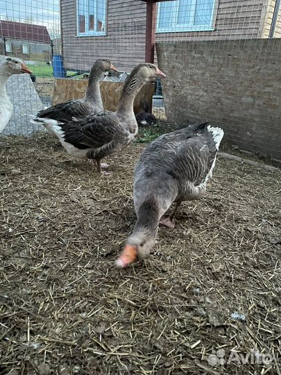 Гусь,индоутка