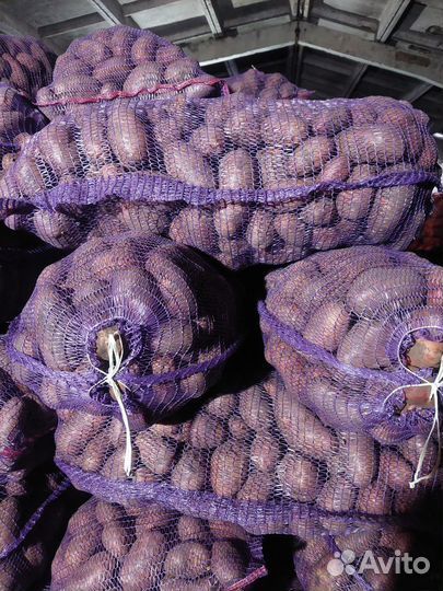 Продам картофель оптом