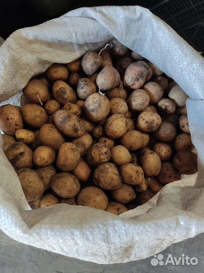 Мелкая картошка