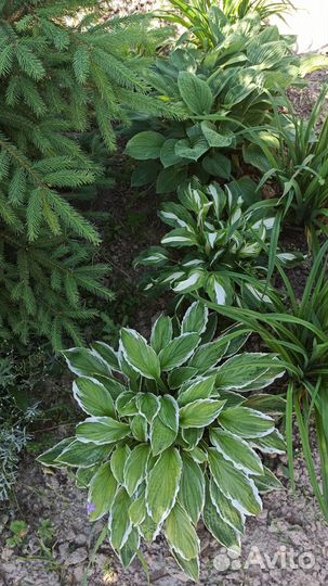 Хоста зеленая