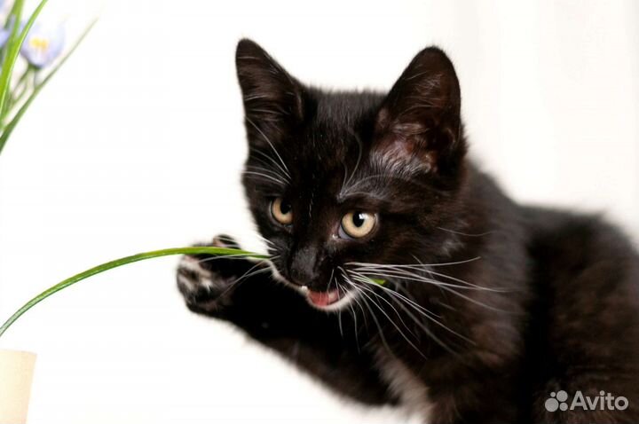 Мега ласковый котёнок в дар