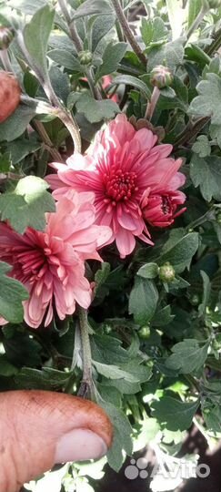 Хризантема корейская и мультифлора 100 сортов