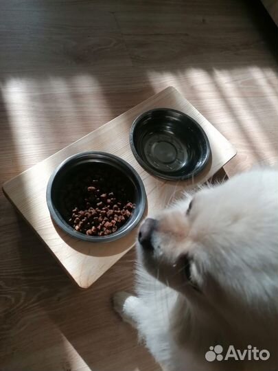 Кормушка для собак и кошечек