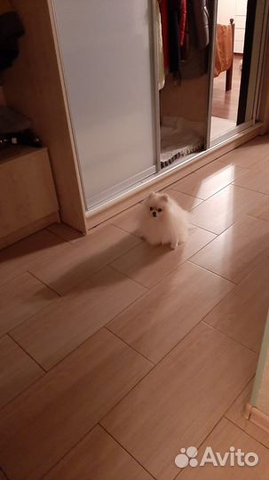 Выгул и передержка собак, Металлострой. Платно