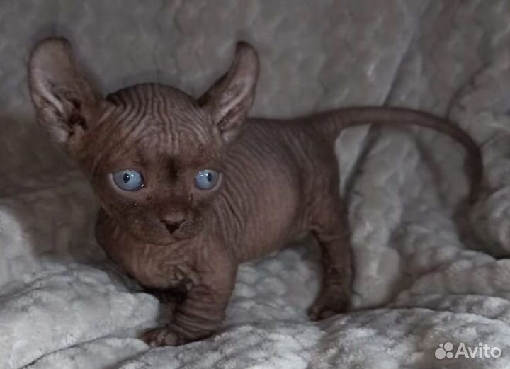 Бамбино,эльфы,двэльфы