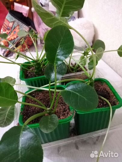 Dorstenia редкие суккуленты