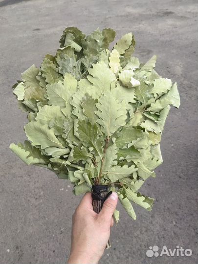 Дубовые веники для бани