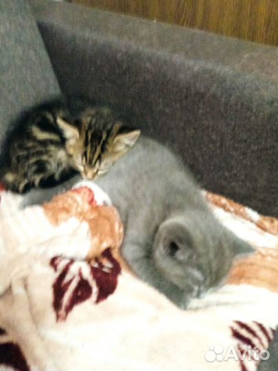 Котята отдам в добрые руки бесплатно