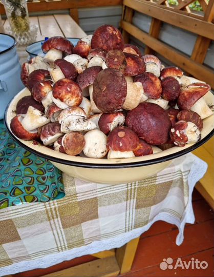 Белые грибы свежие