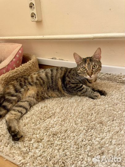 Кошечка Челка в дар