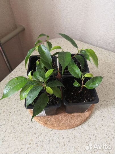 Фикусы, хлорофитумы, аглаонемы