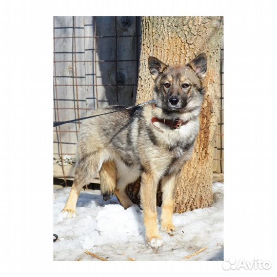 Добрая Ненси ищет дом