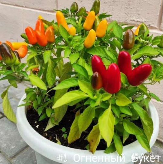 Перец Острый - Огненный Букет