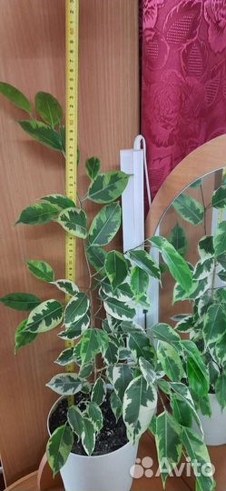 Фикус Бенджамина Голден Кинг