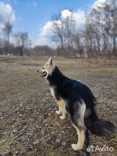 Спасите из приюта