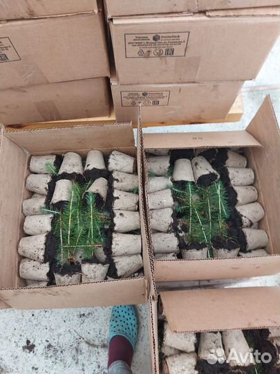 Саженцы ели окс