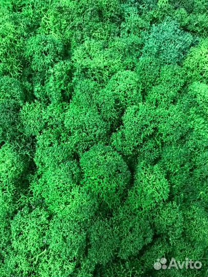 Мох стабилизированный оптом и в розницу