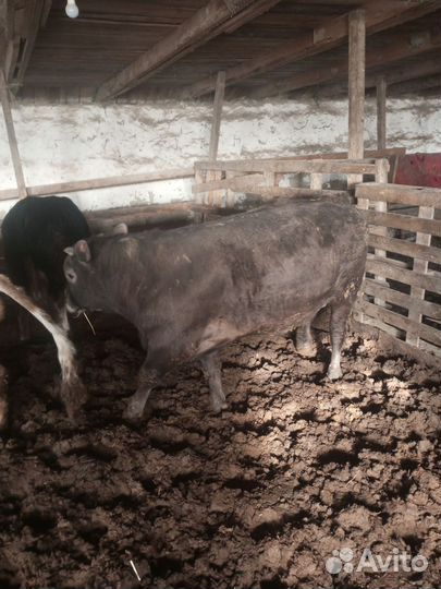 Быки на мясо живым весом