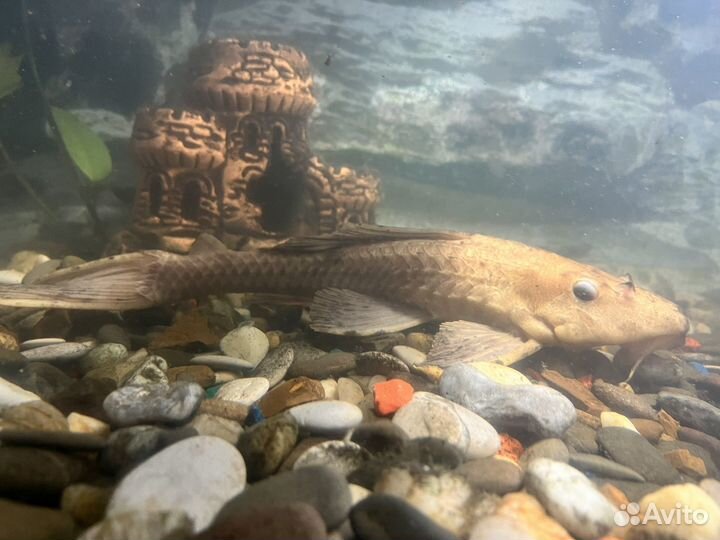 Астронотусы