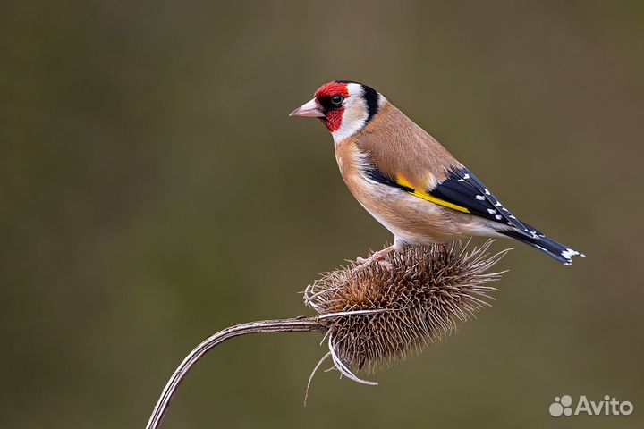 Лесные птицы для дома и для выпуска