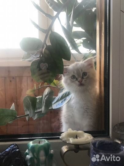 Кошка