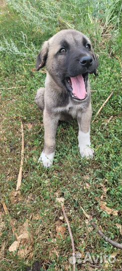 Продаются щенки