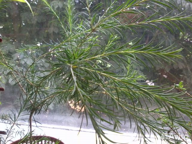 Гибискус изменчивый, Мелалеука