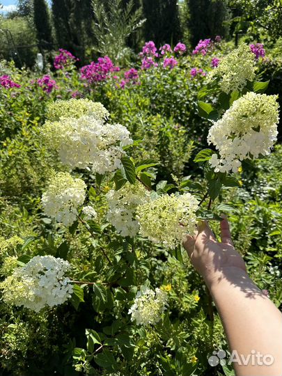 Гортензия полярный медведь