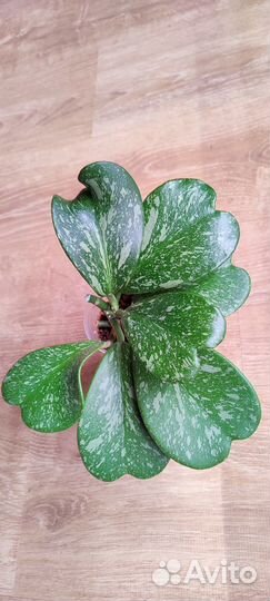 Хойи укорененные черенки