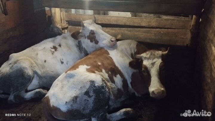 Телки от домашних коров