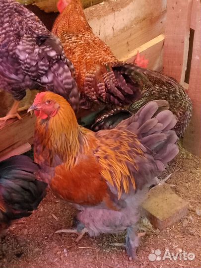 Петухи Брама, Белифельдер криль, и помесные петушк