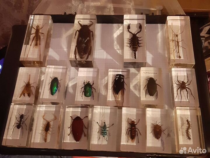 Насекомые, 17 штук